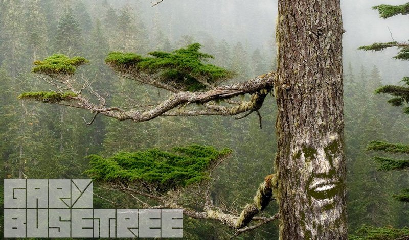Gary Busetree Gary Busey Tree