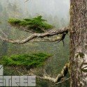 gary busey tree